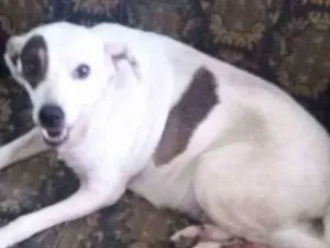 Cachorro raça VIRA LATA idade 6 ou mais anos nome BRANQUINHA