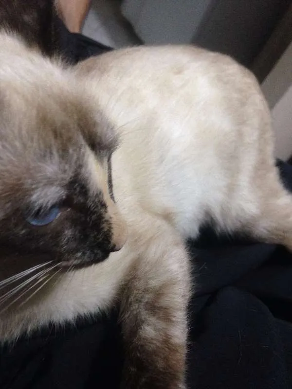 Gato raça siames idade 2 a 6 meses nome Não coloquei