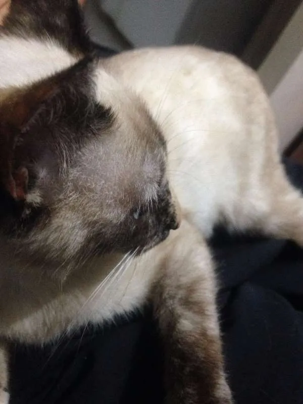 Gato raça siames idade 2 a 6 meses nome Não coloquei