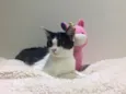 Lady 