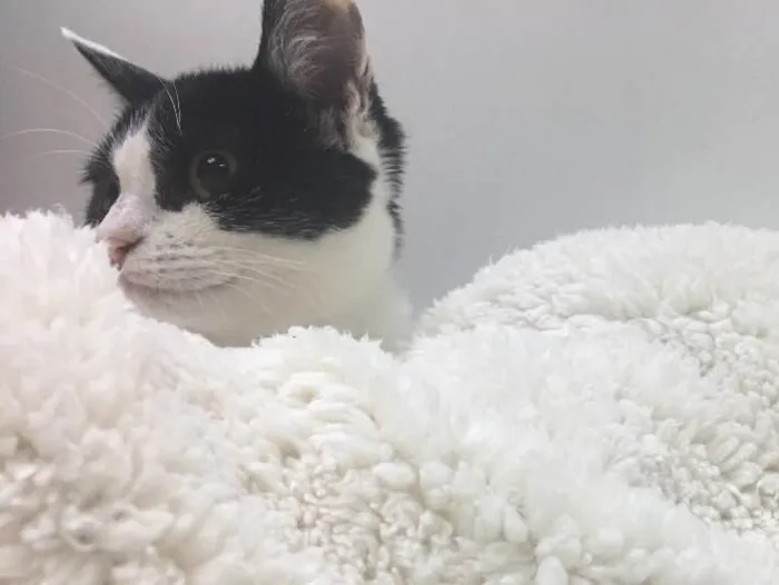 Gato ra a  idade  nome Lady 