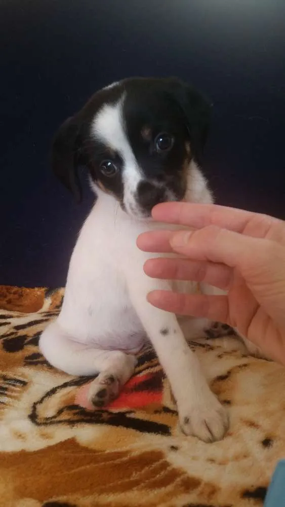 Cachorro ra a Srd idade Abaixo de 2 meses nome Hanna