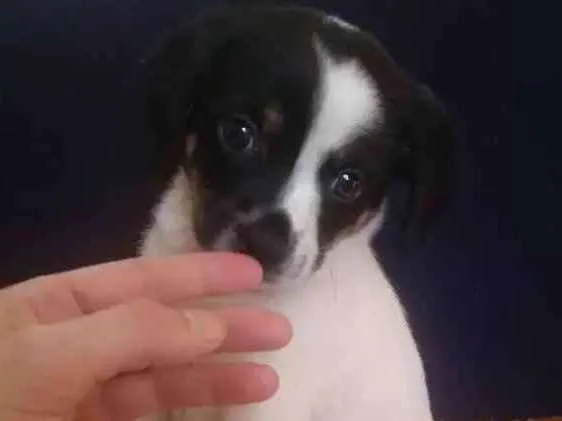 Cachorro ra a Srd idade Abaixo de 2 meses nome Hanna
