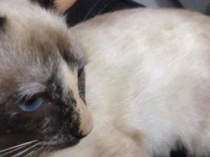 Gato raça siames idade 2 a 6 meses nome Não coloquei
