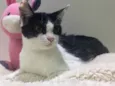 Lady 