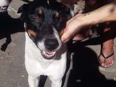 Cachorro ra a VIRA LATA idade 5 anos nome SCOOBY E SANSÃO