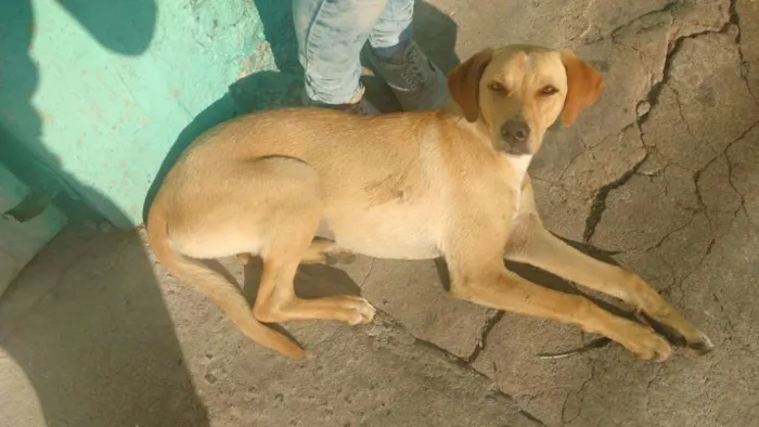 Cachorro ra a vira lata idade 7 a 11 meses nome nao tem