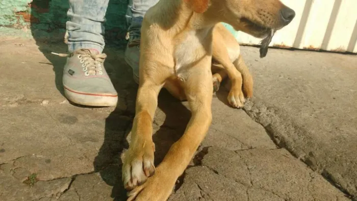 Cachorro ra a vira lata idade 7 a 11 meses nome nao tem