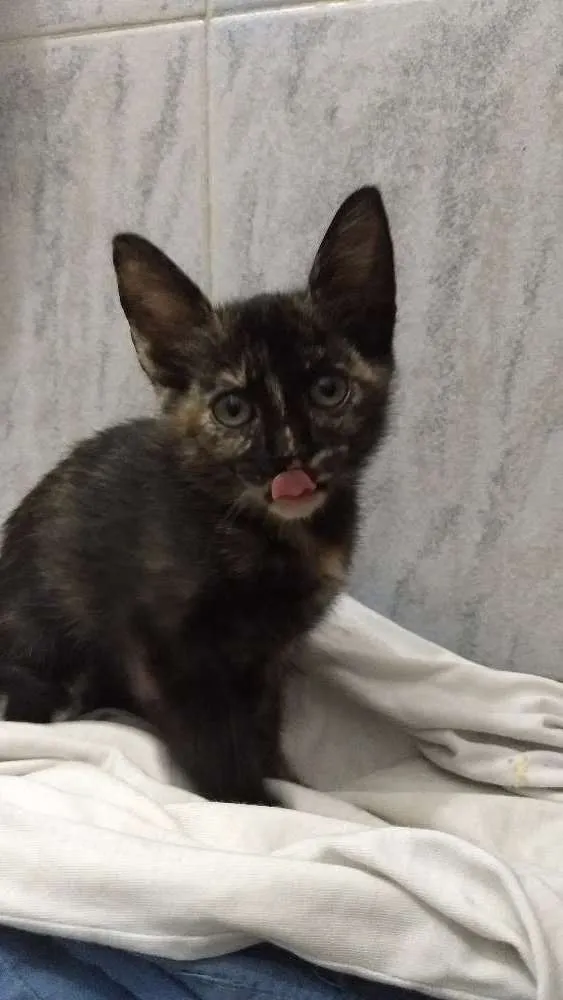 Gato ra a Mestiça idade 2 a 6 meses nome Luana