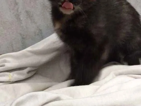 Gato ra a Mestiça idade 2 a 6 meses nome Luana
