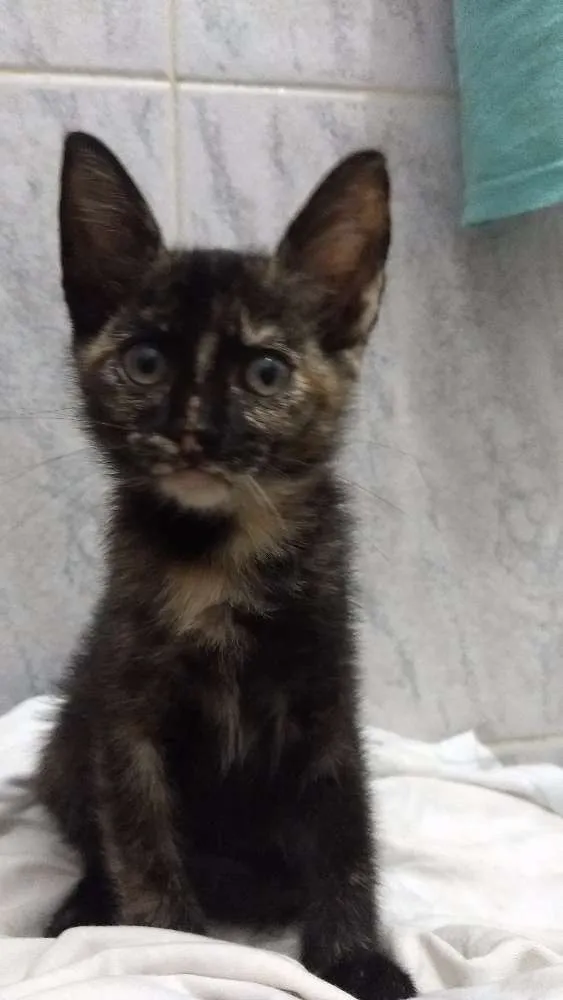 Gato ra a Mestiça idade 2 a 6 meses nome Luana