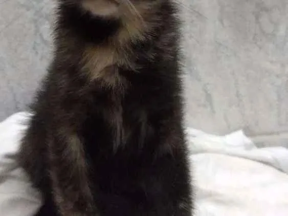 Gato ra a Mestiça idade 2 a 6 meses nome Luana