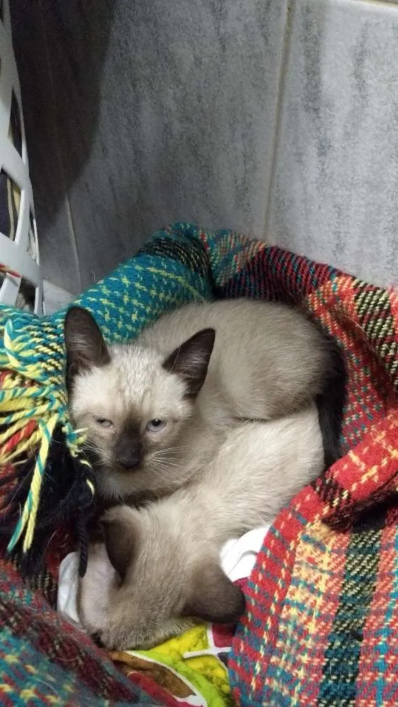 Gato ra a Siames idade 2 a 6 meses nome Bianca