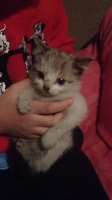 Gato raça Não sei  idade Abaixo de 2 meses nome Xanaína