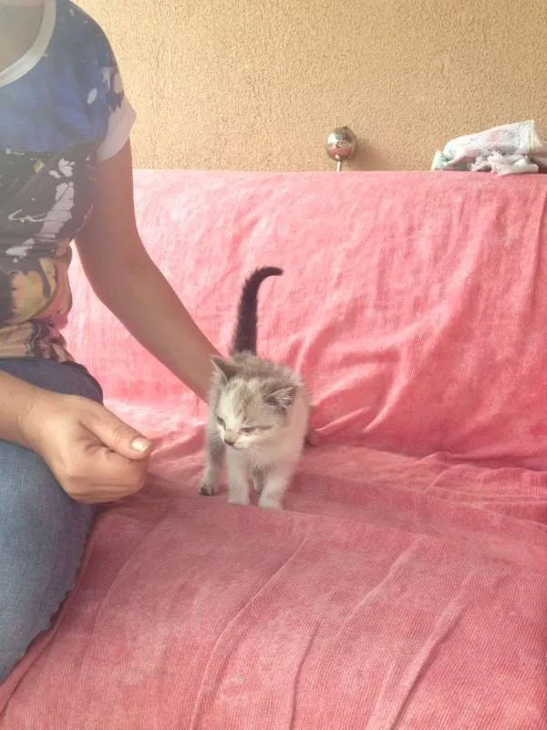 Gato raça Não sei  idade Abaixo de 2 meses nome Xanaína