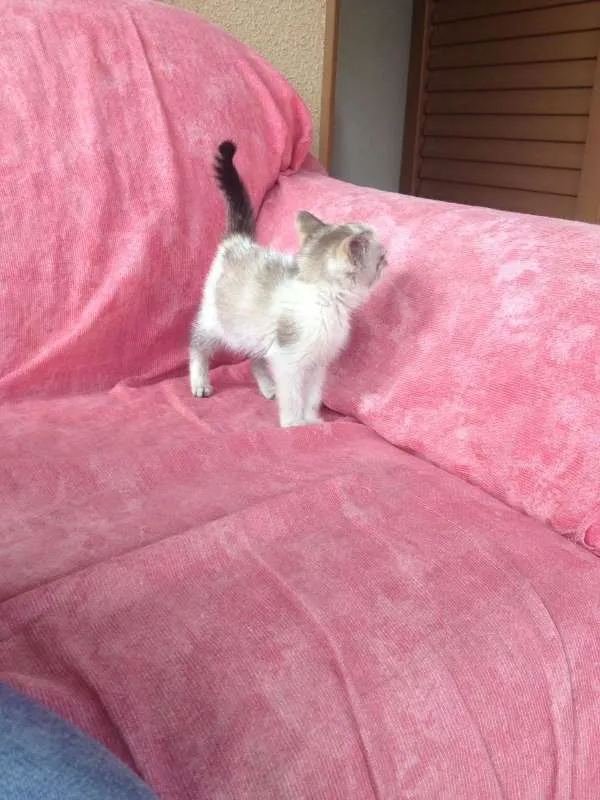 Gato raça Não sei  idade Abaixo de 2 meses nome Xanaína