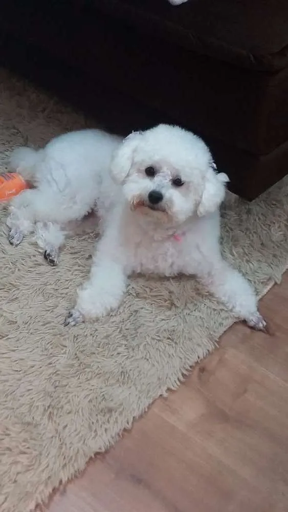 Cachorro ra a Poodler idade 3 anos nome Mel