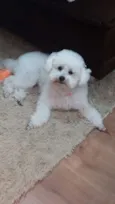 Mel