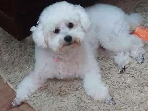Cachorro ra a Poodler idade 3 anos nome Mel