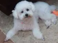 Mel