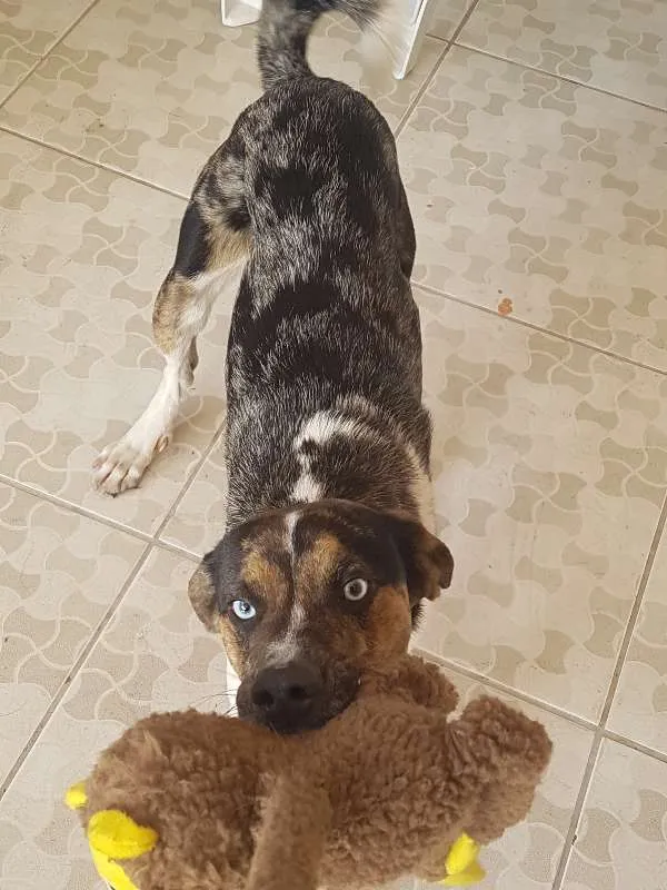 Cachorro ra a SRD idade 1 ano nome Ian