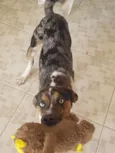 Ian