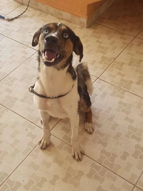 Cachorro ra a SRD idade 1 ano nome Ian