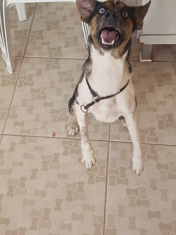 Cachorro ra a SRD idade 1 ano nome Ian