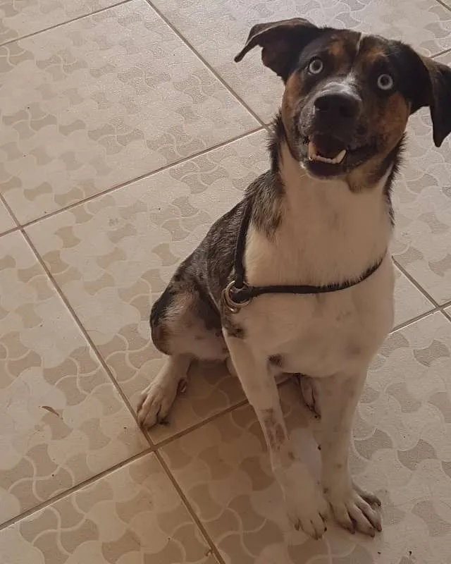 Cachorro ra a SRD idade 1 ano nome Ian