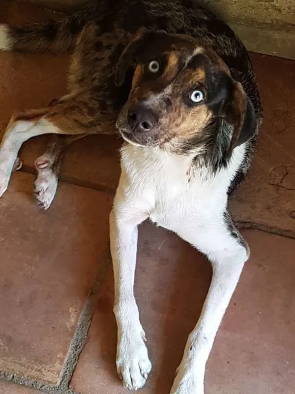 Cachorro ra a SRD idade 1 ano nome Ian