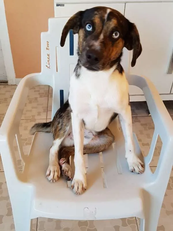 Cachorro ra a SRD idade 1 ano nome Ian