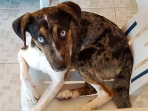 Cachorro raça SRD idade 1 ano nome Ian