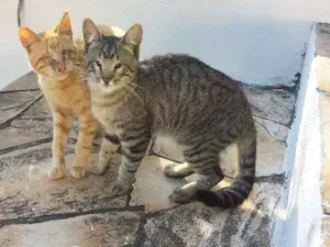 Gato raça Sem raça  idade 2 a 6 meses nome kadu e Dudu