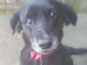Cachorro raça Viralata idade 5 anos nome Pretinha