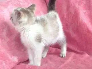 Gato raça Não sei  idade Abaixo de 2 meses nome Xanaína