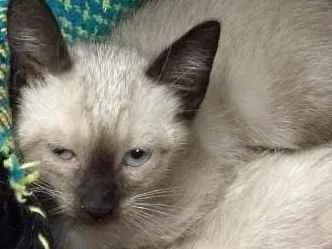 Gato ra a Siames idade 2 a 6 meses nome Bianca