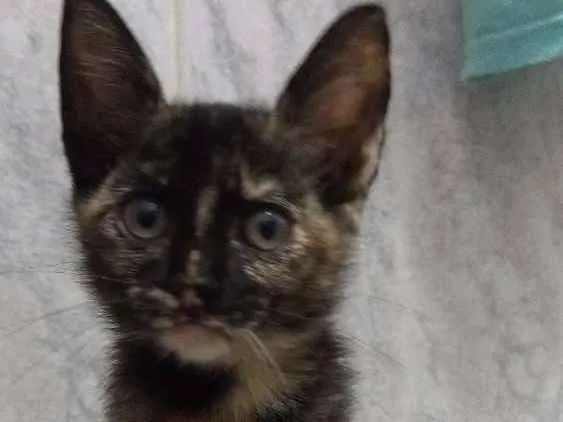 Gato ra a Mestiça idade 2 a 6 meses nome Luana