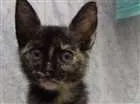 Gato raça Mestiça idade 2 a 6 meses nome Luana