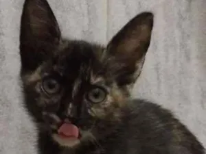 Gato raça Mestiça idade 2 a 6 meses nome Luana