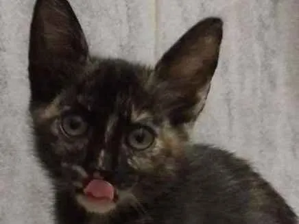 Gato ra a Mestiça idade 2 a 6 meses nome Luana
