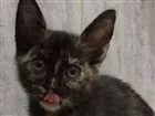 Gato raça Mestiça idade 2 a 6 meses nome Luana