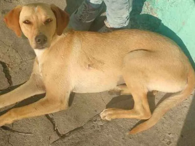 Cachorro ra a vira lata idade 7 a 11 meses nome nao tem