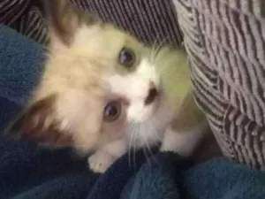 Gato raça Sem raça definda idade Abaixo de 2 meses nome Theo
