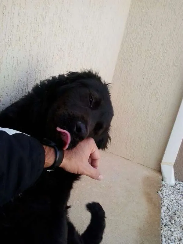 Cachorro raça nao sabemos idade 1 ano nome nao sabemos