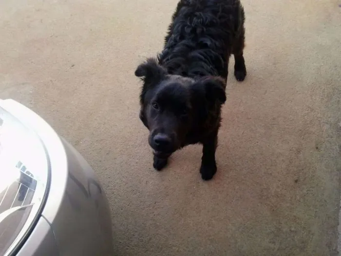 Cachorro raça nao sabemos idade 1 ano nome nao sabemos
