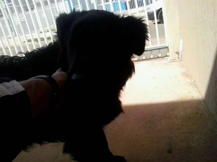 Cachorro raça nao sabemos idade 1 ano nome nao sabemos