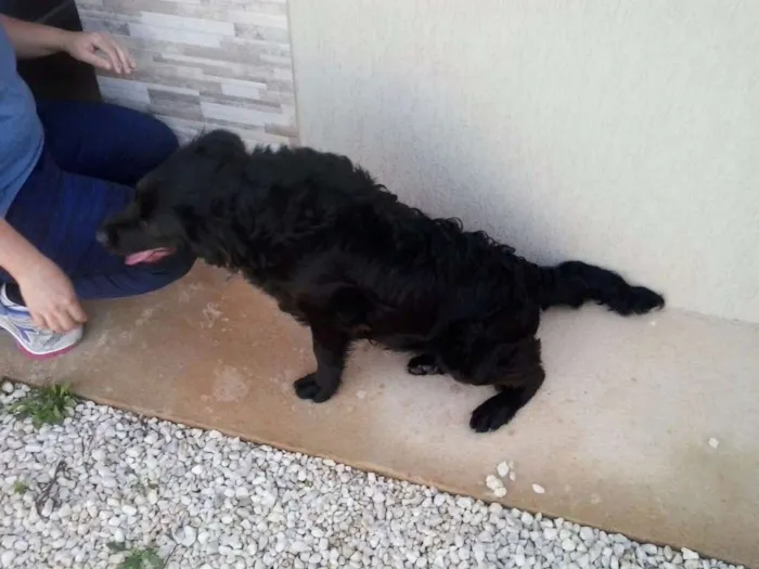 Cachorro raça nao sabemos idade 1 ano nome nao sabemos