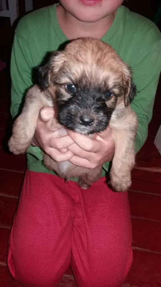 Cachorro raça Misturado mãe poodle com Bira lata idade Abaixo de 2 meses nome Keit caramelo boby vini