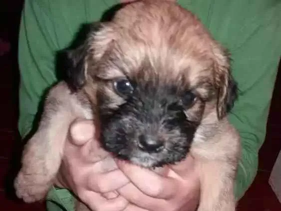 Cachorro raça Misturado mãe poodle com Bira lata idade Abaixo de 2 meses nome Keit caramelo boby vini