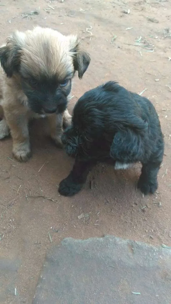 Cachorro raça Misturado mãe poodle com Bira lata idade Abaixo de 2 meses nome Keit caramelo boby vini